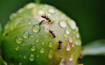 mrówki w domu